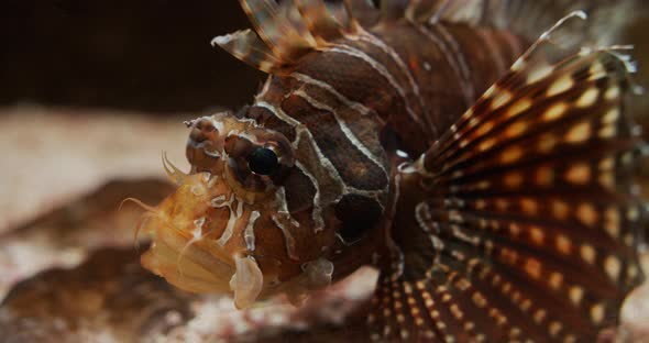 Lionfish Close Up In Aquarium