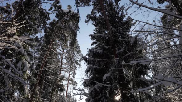 Winter in Forest Snowy Spruces in Woodland Moving Shot Through Tree at Cold Sunny Day