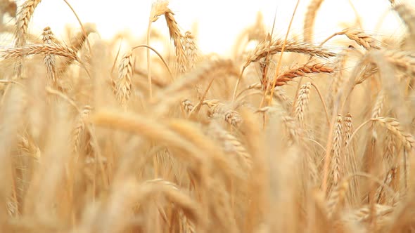 Ripe Barley on the Field in Summer