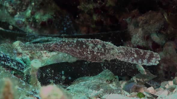 Brown Robust Ghost pipefish (Solenostomus cyanopterus) well camouflaged on coral reef