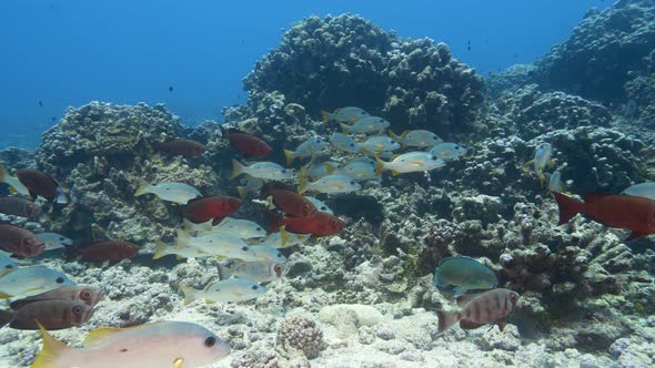 School of goggle eye fish and snappers at the tropical coral reef of the atoll of Fakarava, French P