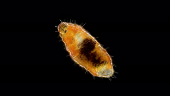 Wormlike Larva of an Insect Midges Under a Microscope