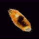 Wormlike Larva of an Insect Midges Under a Microscope - VideoHive Item for Sale
