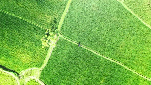 Female tourist disoriented standing in the green Vietnamese rice fields. aerial