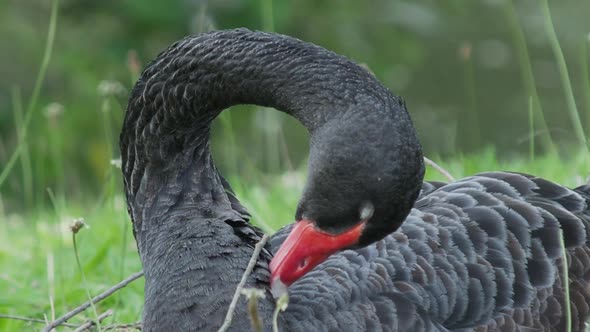 Black Swan, Cygnus Atratus. Large Waterbird Is Cleaning Its Feathers.