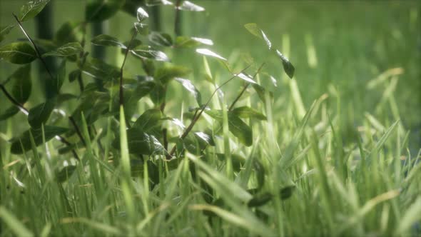 Fresh Green Grass on the Forest