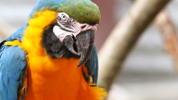 Close up shot of beautiful multi-colored cleaning and preening his feet during sunny day