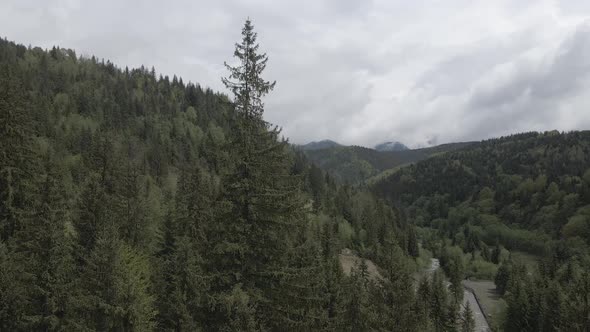 Spruce in the Forest. Slow Motion. Carpathian Mountains. Ukraine. Aerial. Gray, Flat