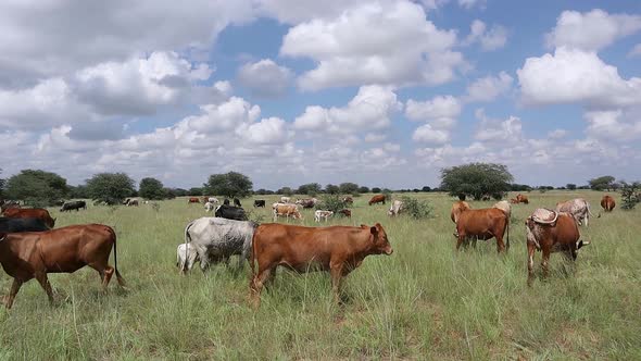 Free Range Cattle Grazing On A Rural Farm