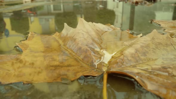 Puddle Reflecting City Buildings with Maple Tree Leaves