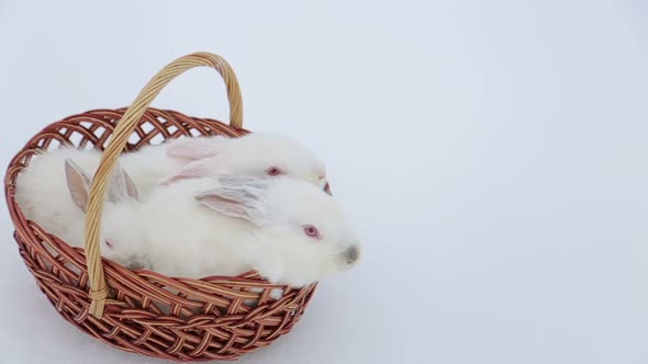 Easter Bunny Rabbit with Blue Painted Egg on Blue Background