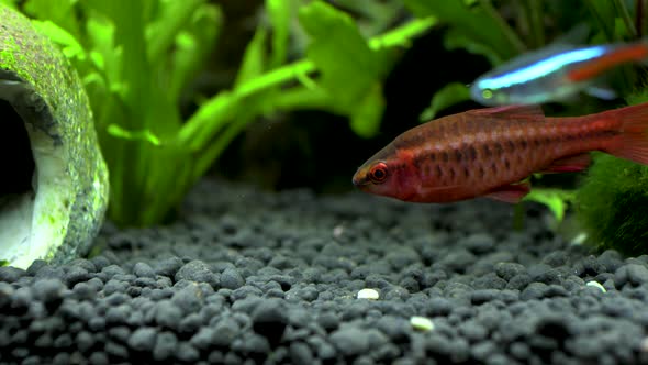 Cherry barbus fish eating food in an aquarium