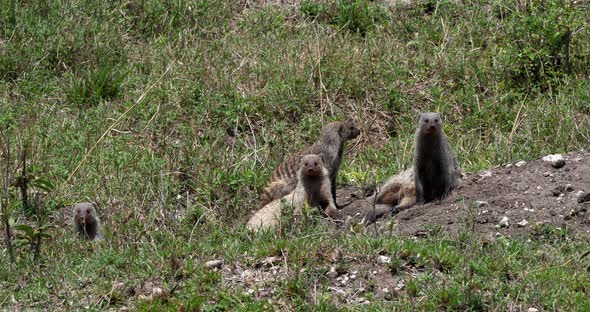 Banded Mongoose, mungos mungo, Group standing at Den entrance, Masai Mara Park in Kenya