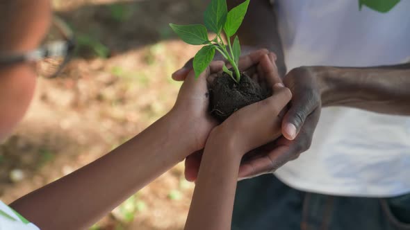 Saving Nature Young African Female Volunteer Gives a Plant to a Man a Closeup on Her Hands a