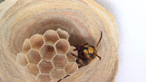 Hornet in the nest. close up  (insect of the genus Vespa)