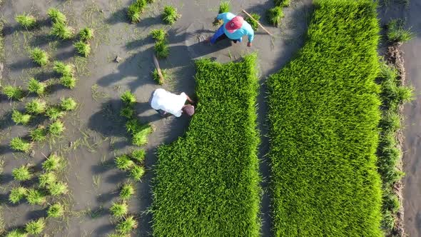 Farmers Planting Rice