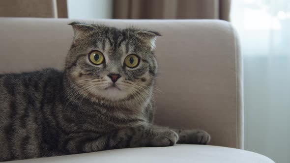 The Cat is Sitting on the Table