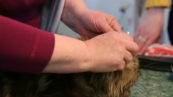 Female Pet Groomer Cleaning Cat Ears, Furry Beautiful Cat Trembling, Animal Care