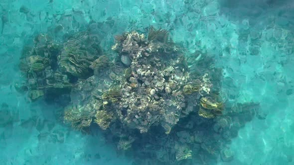 Close up of corals and fish. Aerial footage of the Coral Reef Nature Reserve, Eilat Israel.