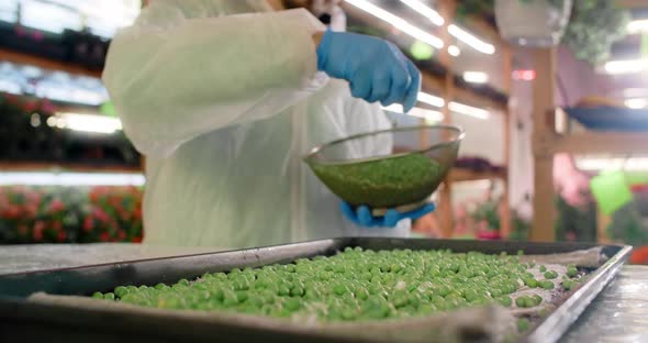 Farmer Sows Beans of Peas at the Microgreens Farm Vertical Farming Vitaminized Superfood Home