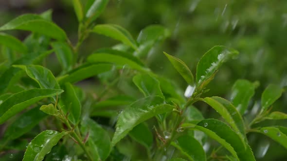 Green Plants in the Rain 19