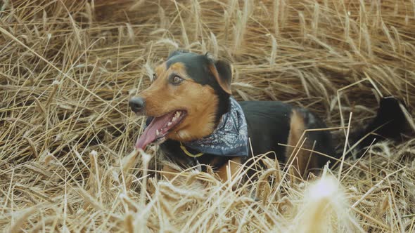 the Dog Lies in a Field of Spikelets Muzzle Breathing with Sticking Out Tongue at Golden Wheat Field