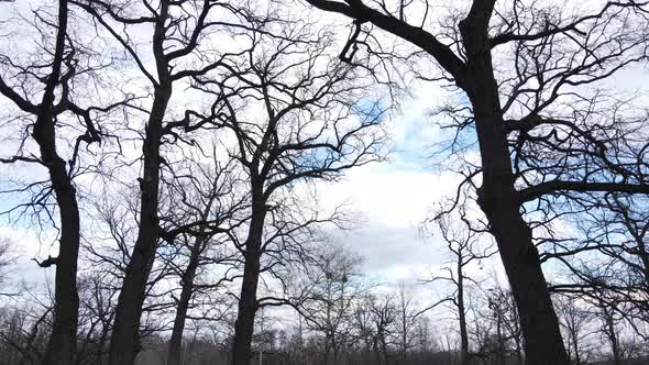 Aerial View of a Forest Without Leaves Slow Motion