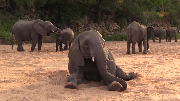 Female elephant rests on sandy ground as rest of herd stands behind