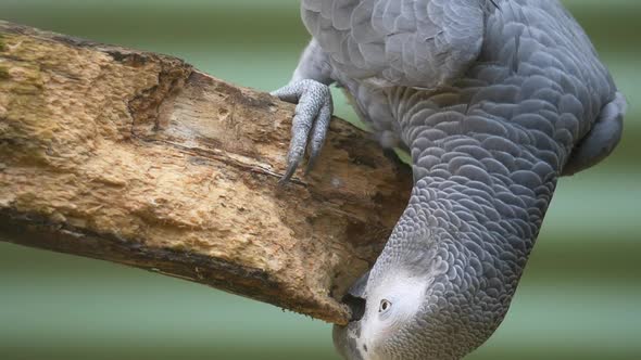 Close up of wild Congo Grey Parrot perched in wooden branch in wilderness - Eating wood outdoors in