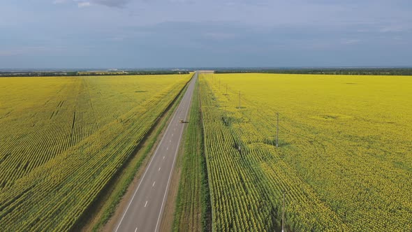 A Car Drives Along an Asphalt Road Through Sunflower Fields