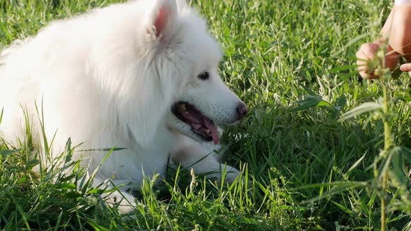 A beautiful white Samoyed dog lies on the green grass. Dog at sunset. Samoyed Laika close-up.