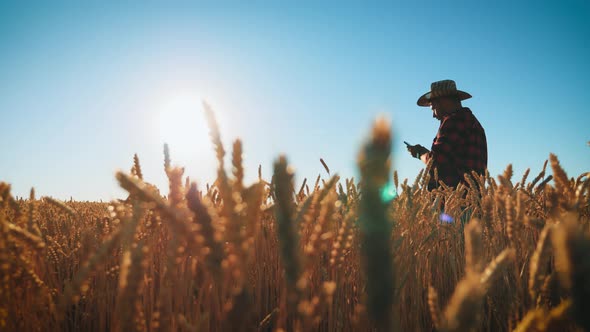 Young Farmer in Hat Working in a Wheat Field at Sunset. Agronomist Plans Harvest Among Ears of Wheat