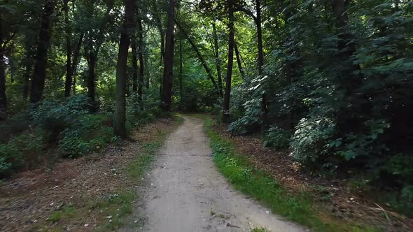 Road in the Forest