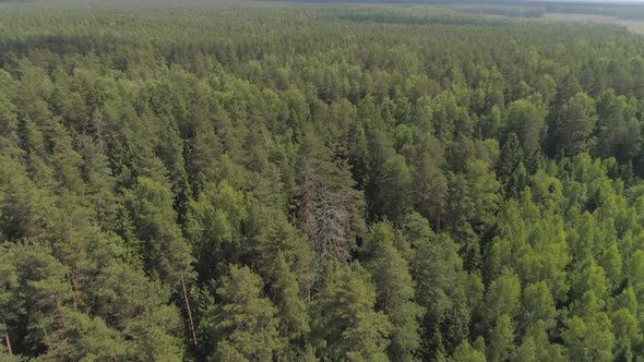 Flight Over the Green Forest