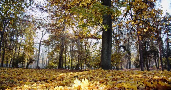  Motion Falling Leaves. Serene Autumn Landscape with Autumnal Leaves Falling