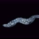 worm Nais sp. under a microscope, Family Naididae, a class of Oligochaeta - VideoHive Item for Sale