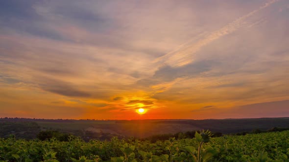 Sunrise Sky over a Field of Sunflowers