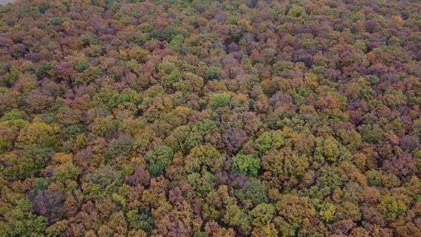 Drone shot ing backwards) of Autumn Forest Canopy with Countryside Paths and Mountain in the Backgro