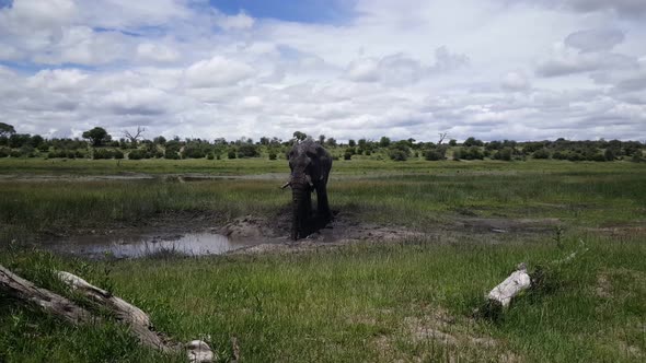 Elephant at A Waterpool at Moremi Game Reserve 