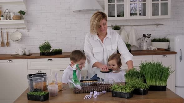 A Mother and Her Children Grow Microgreens at Home They Cut Peas with Scissors