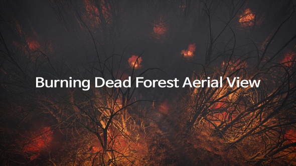 Burning Dead Forest Aerial View