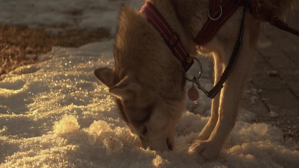 Backlit by morning sun, cute Husky dog explores icy snow by park path