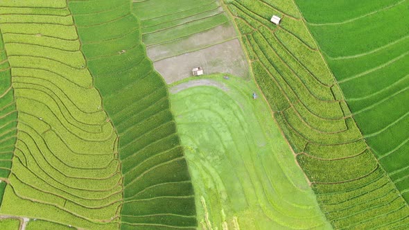 Vivid aerial shot of fertile rice paddies in Canggu Bali showing various stages of greenery