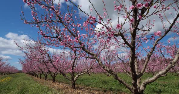 Peach trees blooming during the spring season, Provence, southern France