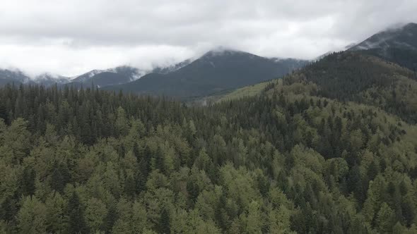 Ukraine, Carpathian Mountains: Beautiful Mountain Forest Landscape. Aerial, Flat, Gray