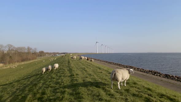 Orbiting around sheep grazing on waterfront grassland, Windpark in background