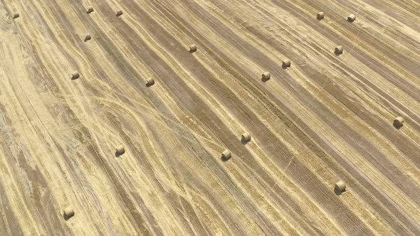 Wheat crop after being harvested with rolled hay 4K drone video