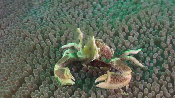 Porcelain crab inside sea anemone feeding plankton. Wide angle shot of porcelain crab in the Philipp