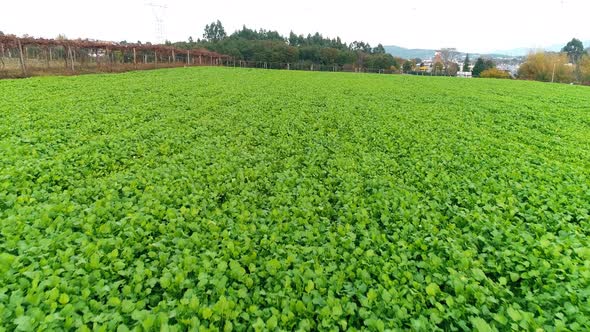 Agriculture Fields At Spring