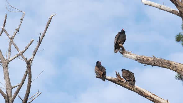 Turkey Vulture Scavenger Buzzard Birds Waiting Hunting